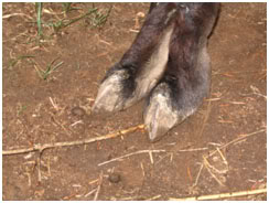 This 20 year old stud has good strong feet