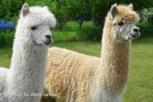 samsurialpacas.com